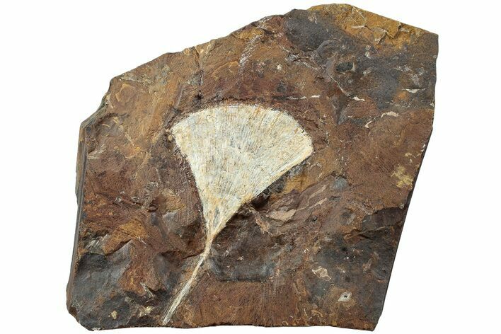 Fossil Ginkgo Leaf From North Dakota - Paleocene #232008